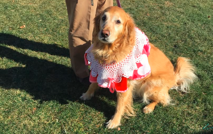 Chocolate Fest Dog