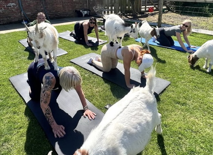 Valentine's Boozy Goat Yoga 