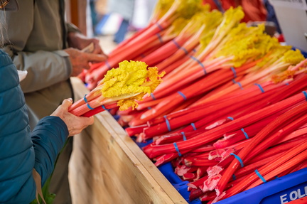 Rhubarb Festival
