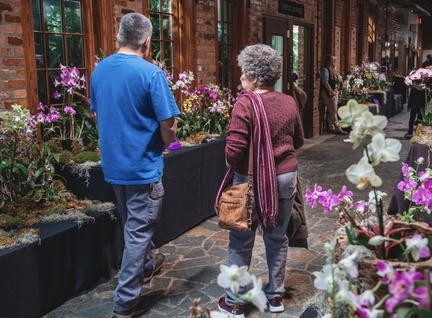 Orchid Show