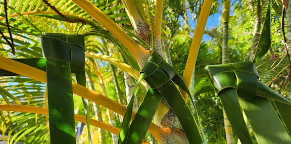 Coconut Frond Weaving