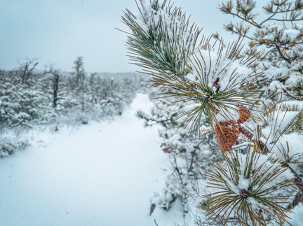 Winter Ecology in the Pines