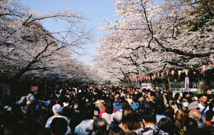Ueno Cherry Blossom Festival (Hanami)