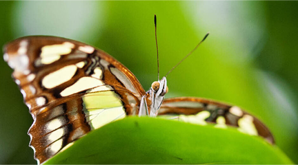 Tropical Butterflies