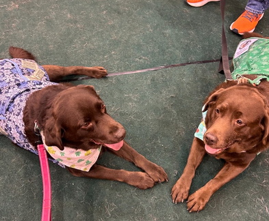 Labs, Love &amp; Links