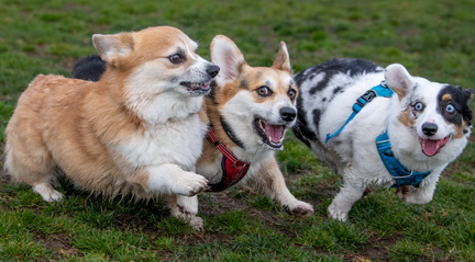 Lynn Robie Dog Park