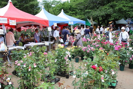 rosefest_7