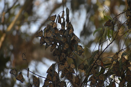 Monarch cluster