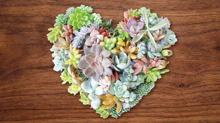 Valentine's Succulent Garden Workshop