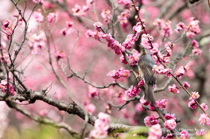 03-20150320 Zuishinin PlumBlossom-406