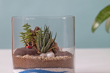 Mini Orchid &amp; Driftwood Terrarium