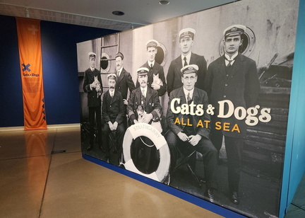 Cats and Dogs All at Sea