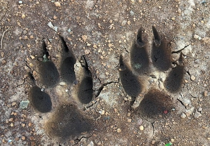 wildlife tracking