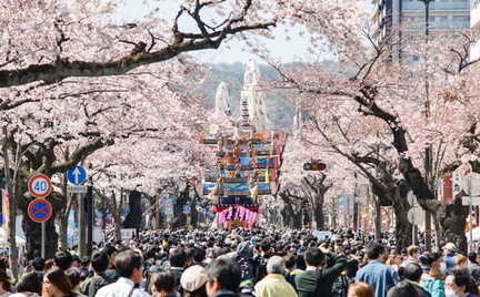 Hitachi Sakura Festival