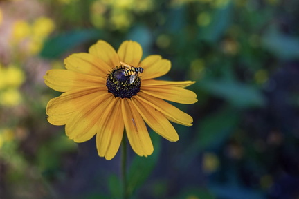 Capture Striking Photos - Flower Photography