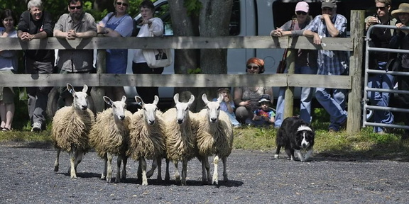 Maryland Sheep and Wool Festival