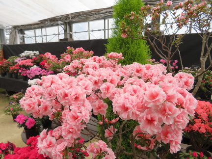 Azalea Exhibition ~The largest collection in Hokkaido~