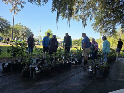 Camelia Plant Sale