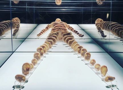 Bodies, The Exhibition