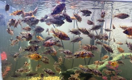 NASA February Fish Swap