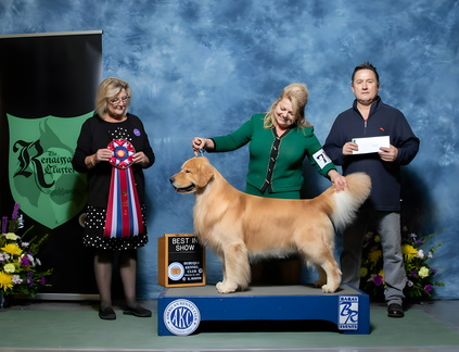 Renaissance Cluster Dog Show