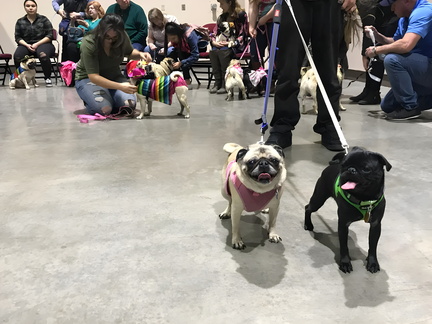 3rd Annual Pug Parade