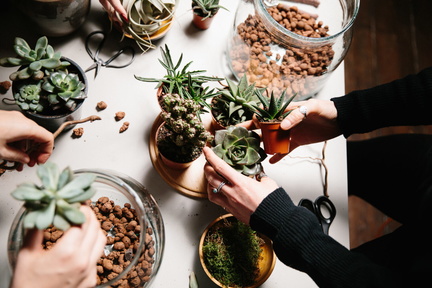 Succulent Terrarium Building Workshop