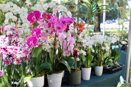 A Century in Bloom