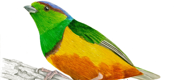 Taller de aves ilustradas