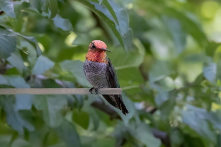 Southeast Arizona Birding Festival