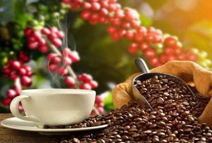 Moyobamba will host the XXII Coffee Festival