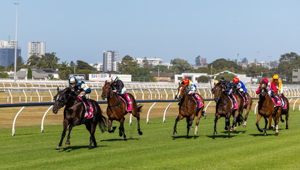 Settlers Arms Dungog Cup Race Day
