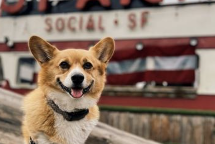 Bark at SPARK "Puppy Love" SF