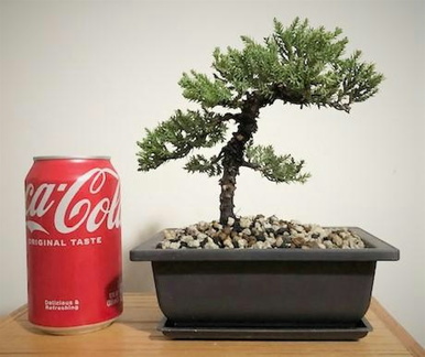 Bonsai Tree class