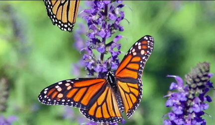 Butterflies in the Garden