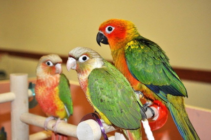 Exotic Bird Mart &amp; Expo