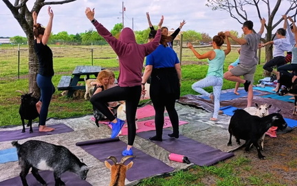 Goat Yoga
