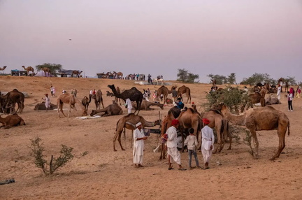 Pushkar Camel Fair