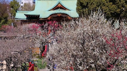 Tenma Tenjin Plum Festival