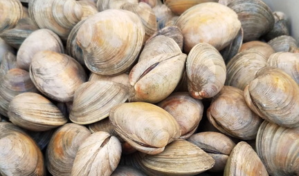 Meadowlands Racetrack Seafood Festival