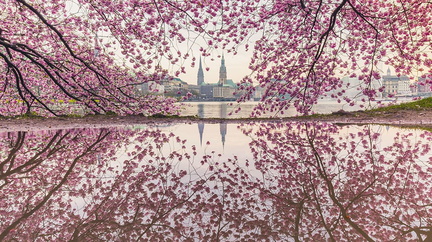 km1-cherry-blossom-festival-hamburg