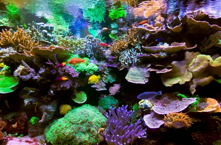 ReefStock 2025
