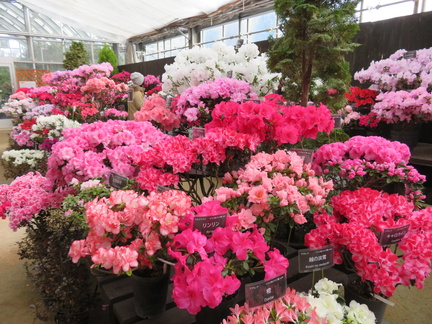 Azalea Exhibition