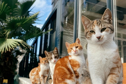 猫祭2025