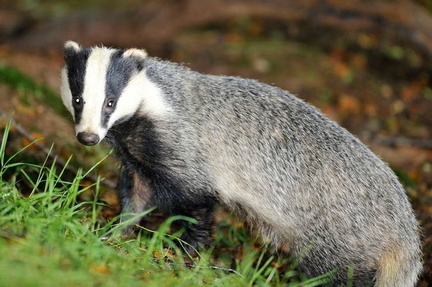 Badger In The Wild UK Tour