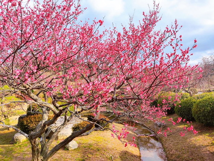 Plum Blossom Festival