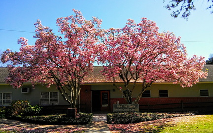 Japanese+Magnolias+Ira+Nelson+Center