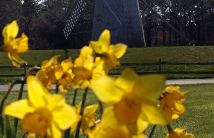 Brewster in Bloom