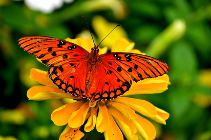 Butterfly Festival