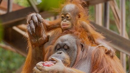 Bioparc Fuengirola En Málaga